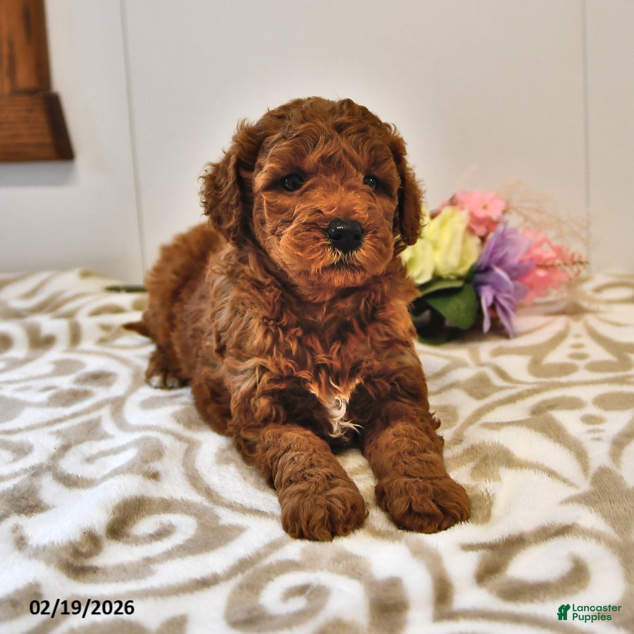 Mini Goldendoodle dogs Benji - Ad 2