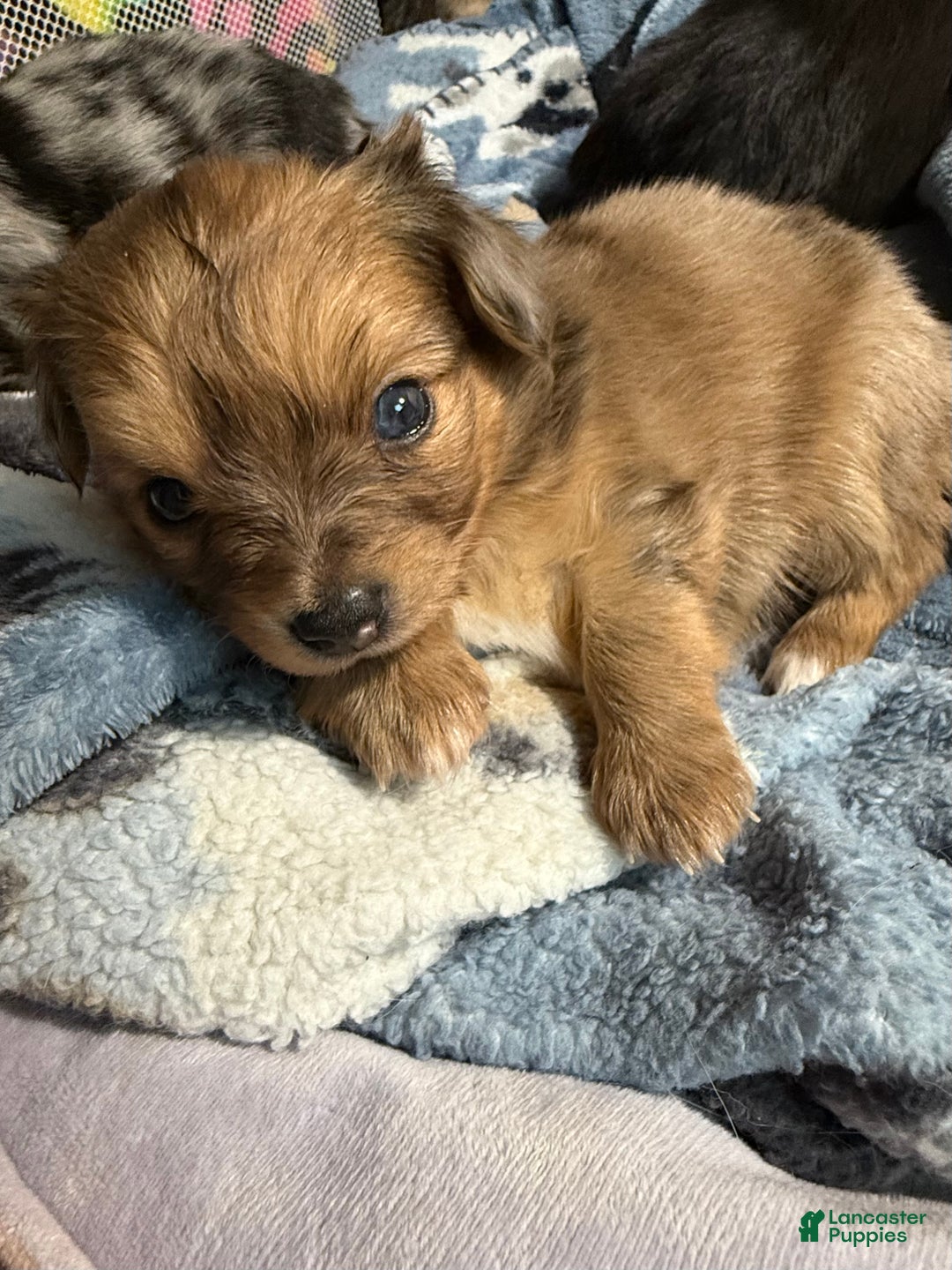 Mixed Breed dogs for sale: Chihuahua male brown Merle choin/papillon - Ad 9