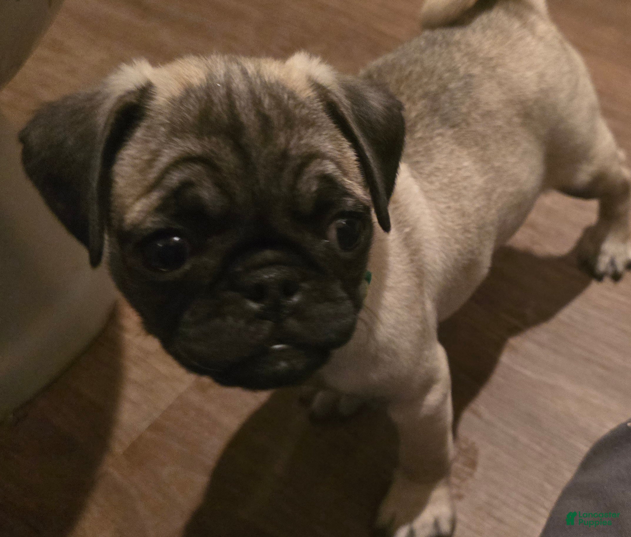 Pug dogs Bennie - Ad 2