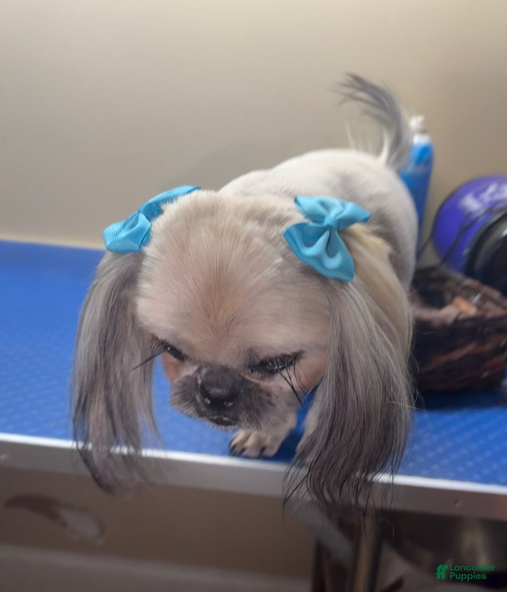Shih Tzu dogs Marley - Ad 41