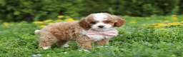 Cavapoo dogs for sale: Bambi - Ad 7