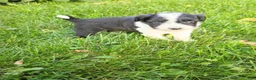 Mini Aussiedoodle dogs for sale: Oreo  - Ad 5