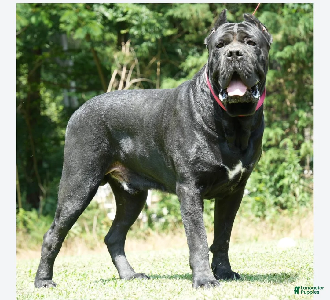 Cane Corso dogs for sale: Cane Corso (Purple) - Ad 8