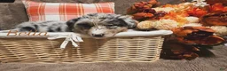 Australian Shepherd dogs for sale: Bella - Ad 2