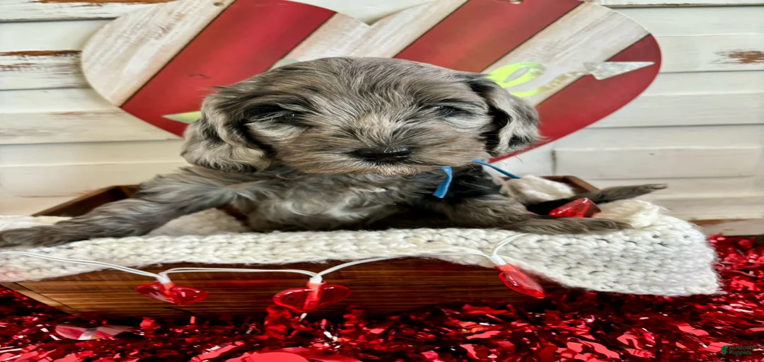 Gallery Image {{count}}