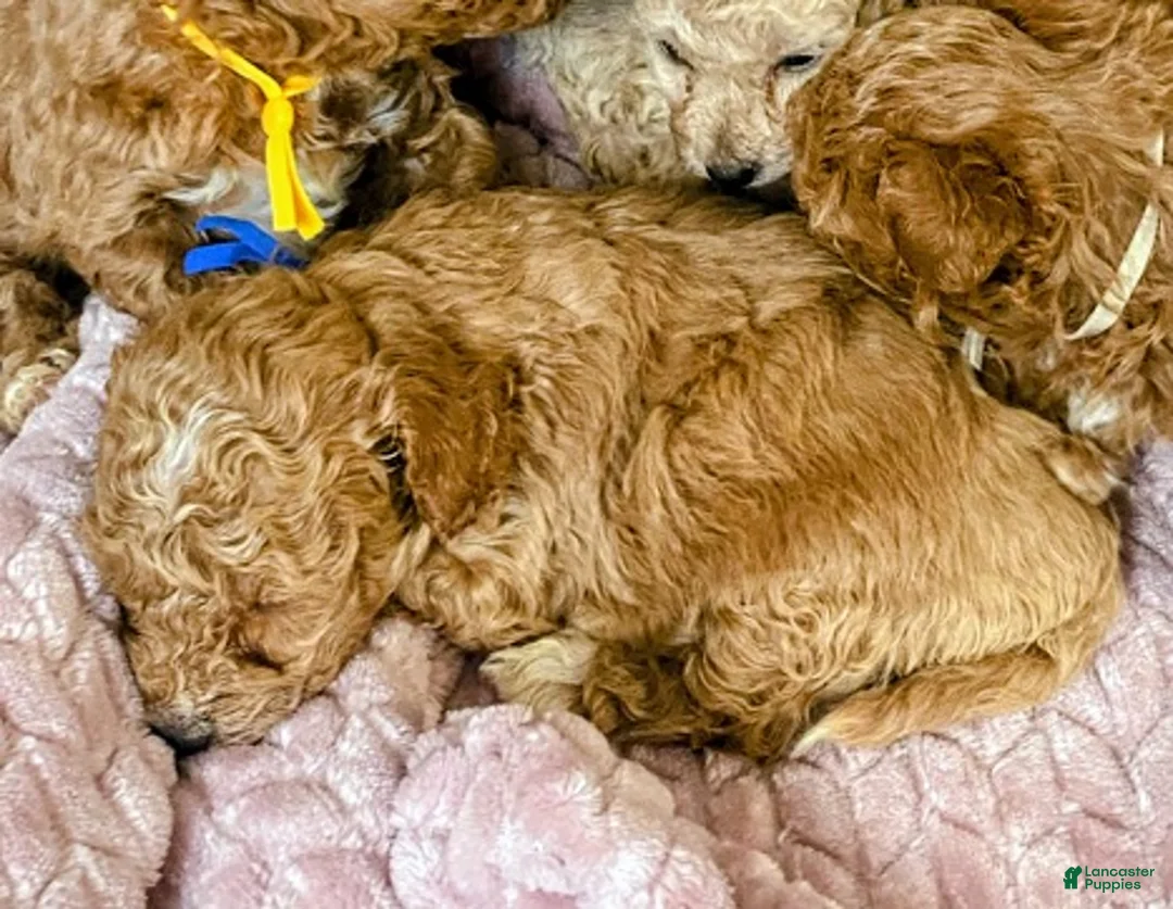 Toy Poodle dogs for sale: LITTLE ARCHIE - Ad 40