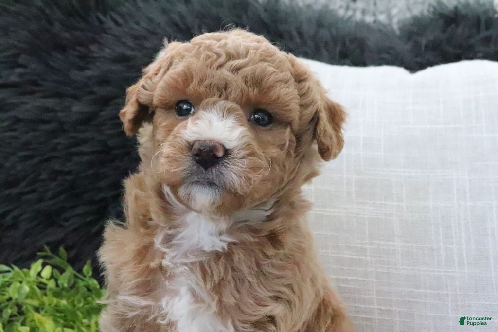 Mini Goldendoodle dogs Aubrey - Ad 16