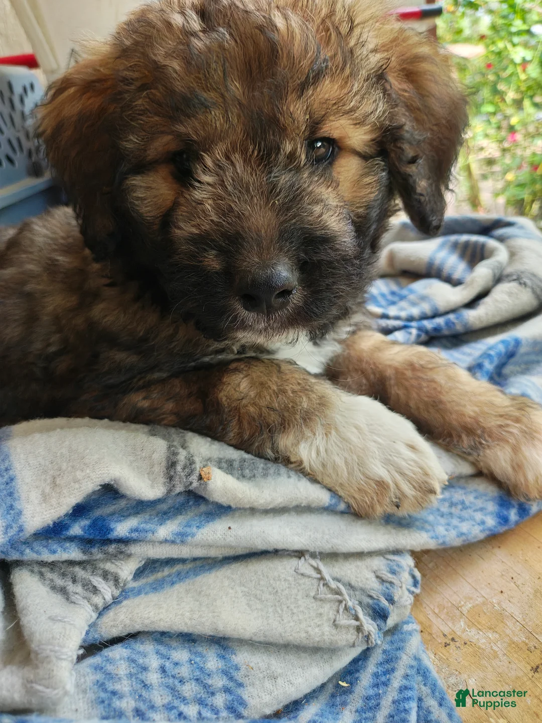 Mixed Breed dogs for sale: Tank  - Ad 2