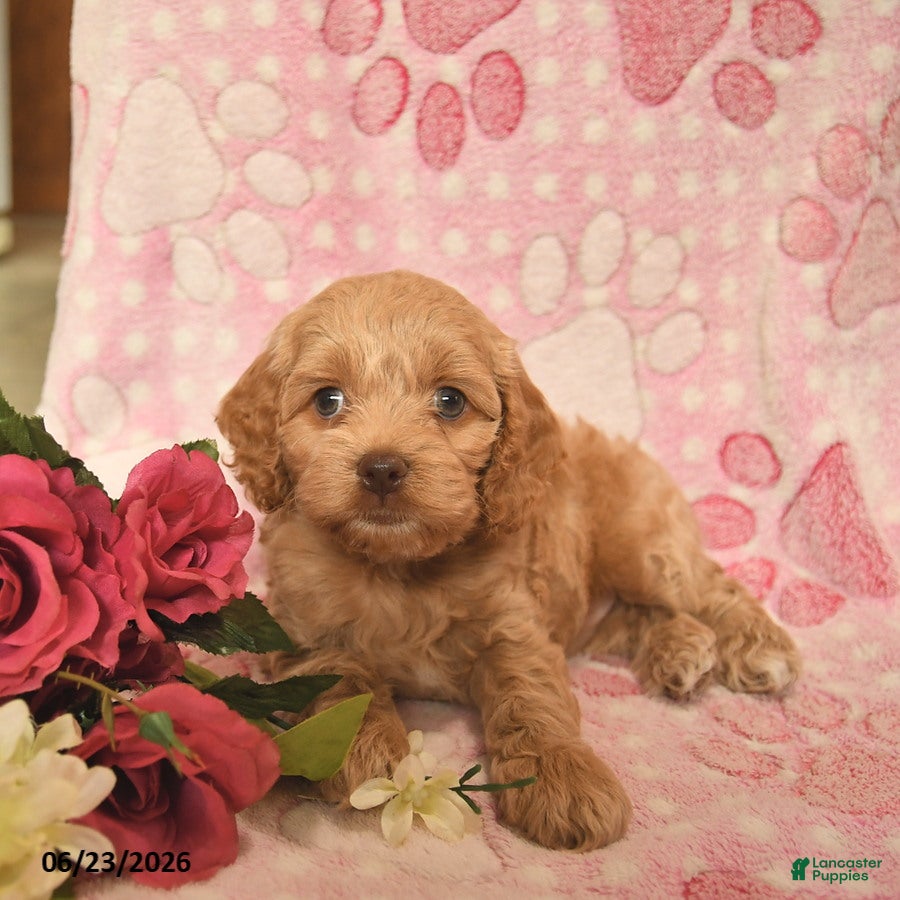Cockapoo dogs Jacob  - Ad 2