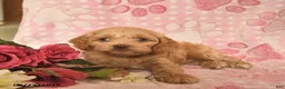 Cockapoo dogs for sale: Jacob  - Ad 2