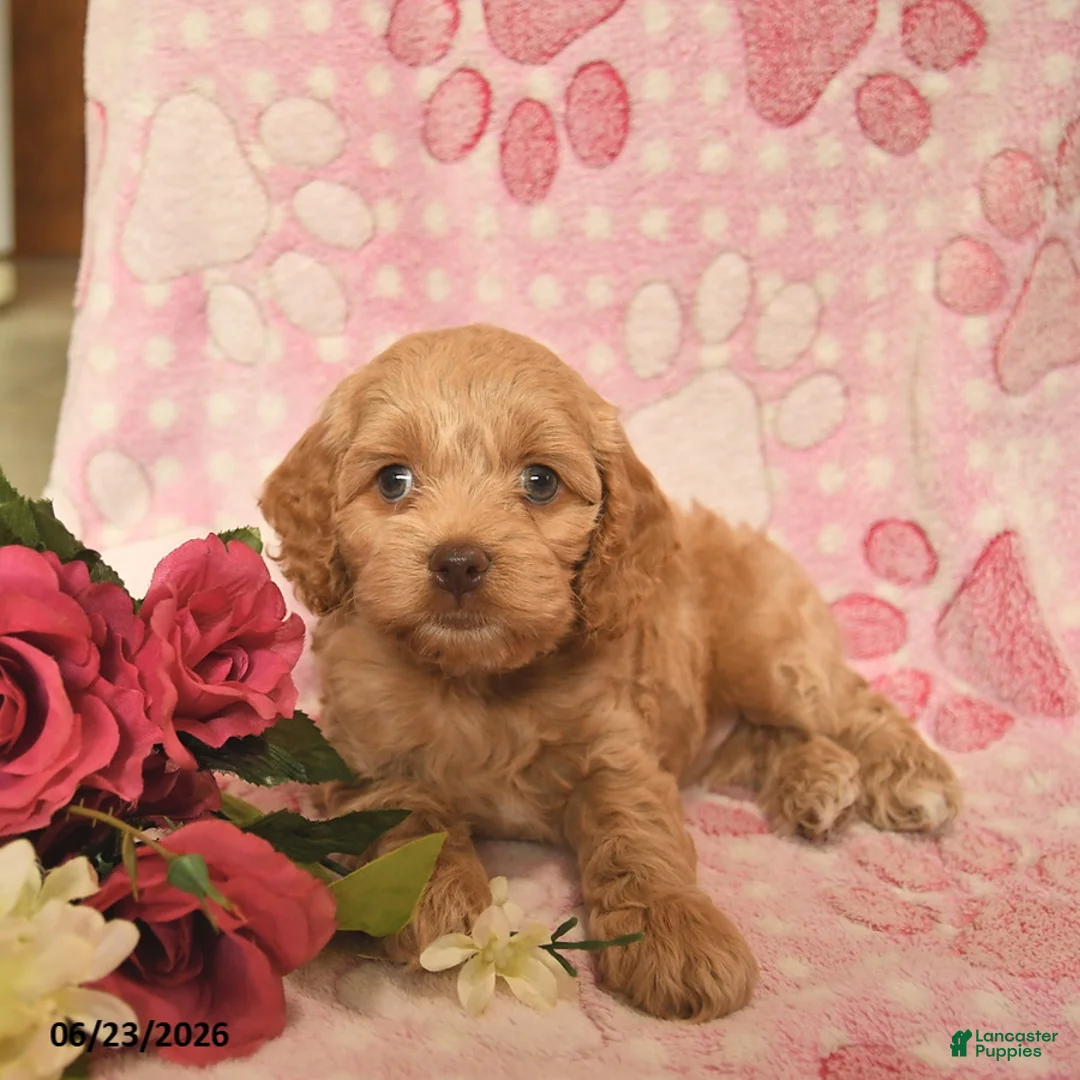 Cockapoo dogs for sale: Jacob  - Ad 2