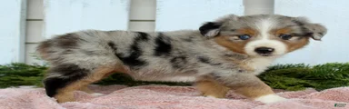 Miniature Australian Shepherd 4