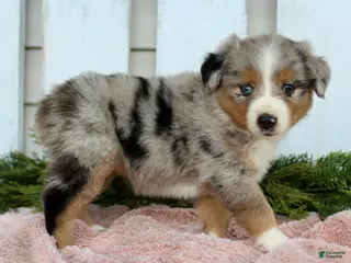 Miniature Australian Shepherd dogs Miniature Australian Shepherd 4 - Ad 6