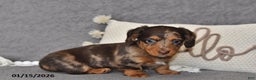 Miniature Dachshund dogs for sale: Chloe - Ad 3