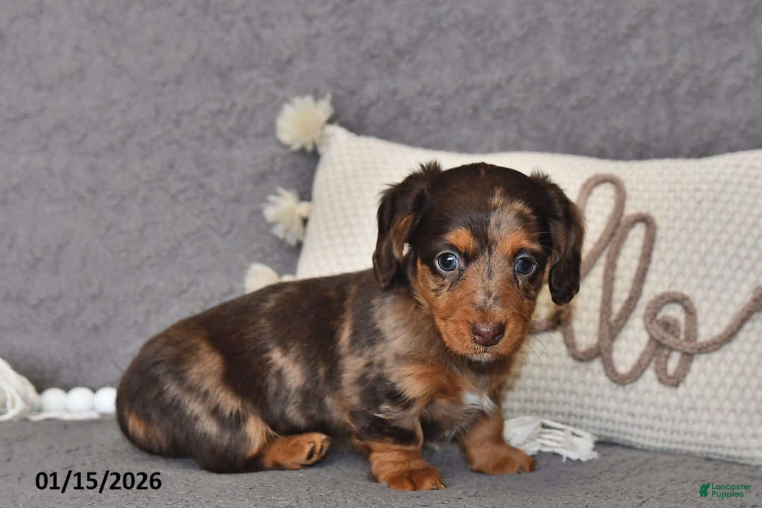 Miniature Dachshund dogs for sale: Chloe - Ad 3