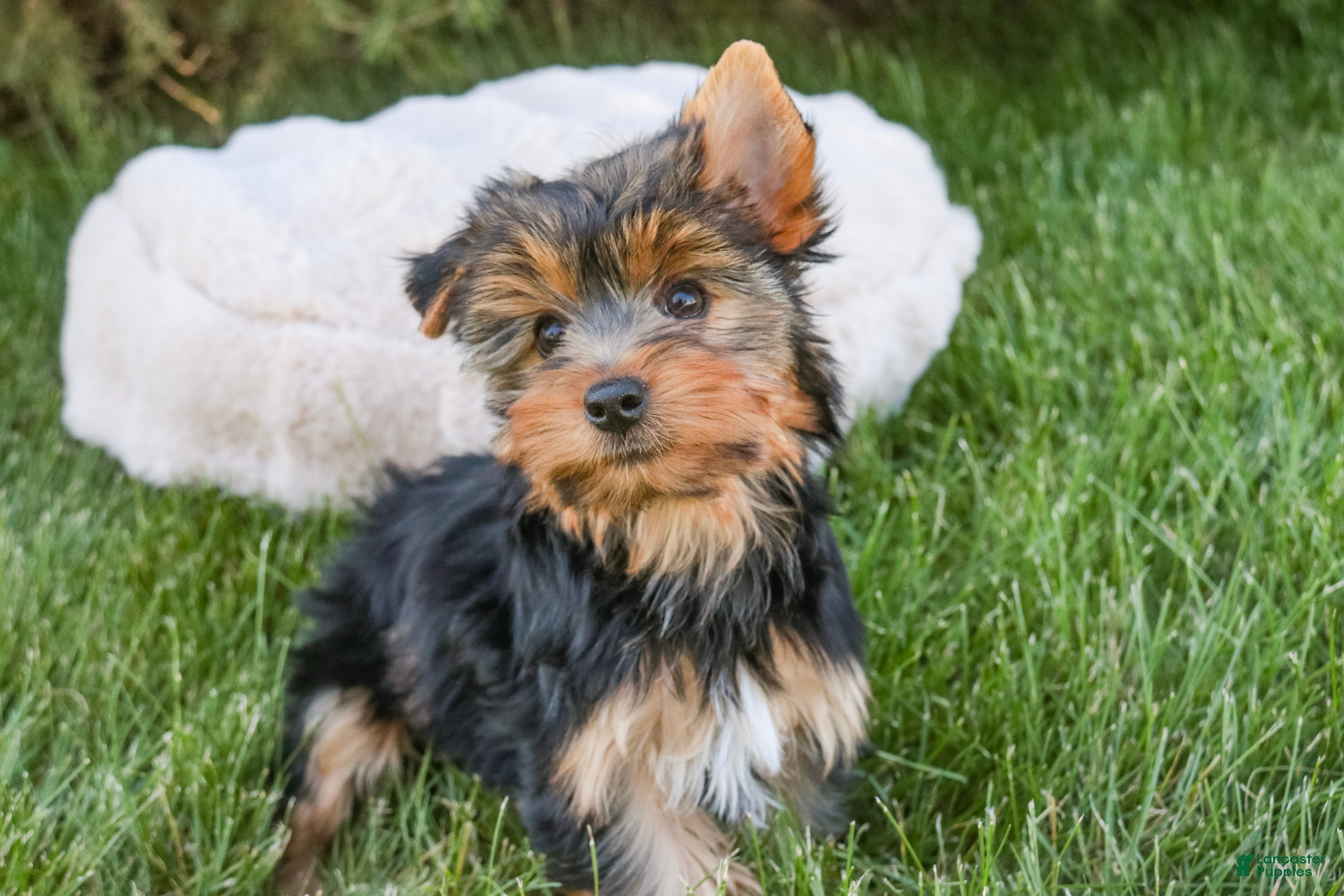 Yorkshire Terrier dogs Tahoe - Ad 2