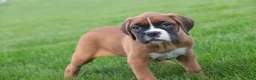 Boxer dogs for sale: Dahlia - Ad 9