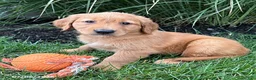 Golden Retriever dogs for sale: Sunny - Ad 2
