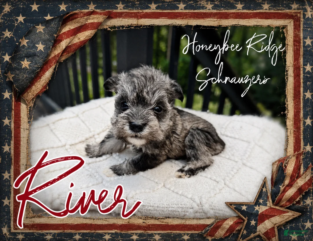 Miniature Schnauzer dogs for sale: Akc River - Ad 2