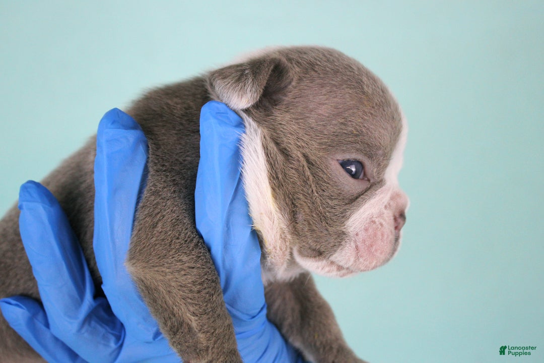 American Bully dogs for sale: Lilac/White Male - Ad 4