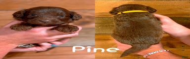 Pine
