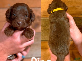 Saint Berdoodles dogs - Ad 18