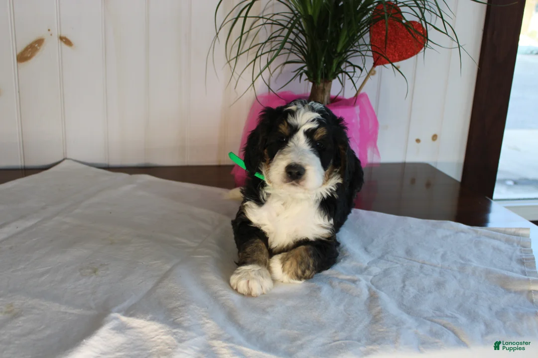 Bernedoodle dogs for sale: Cupid's Arrow - Ad 4