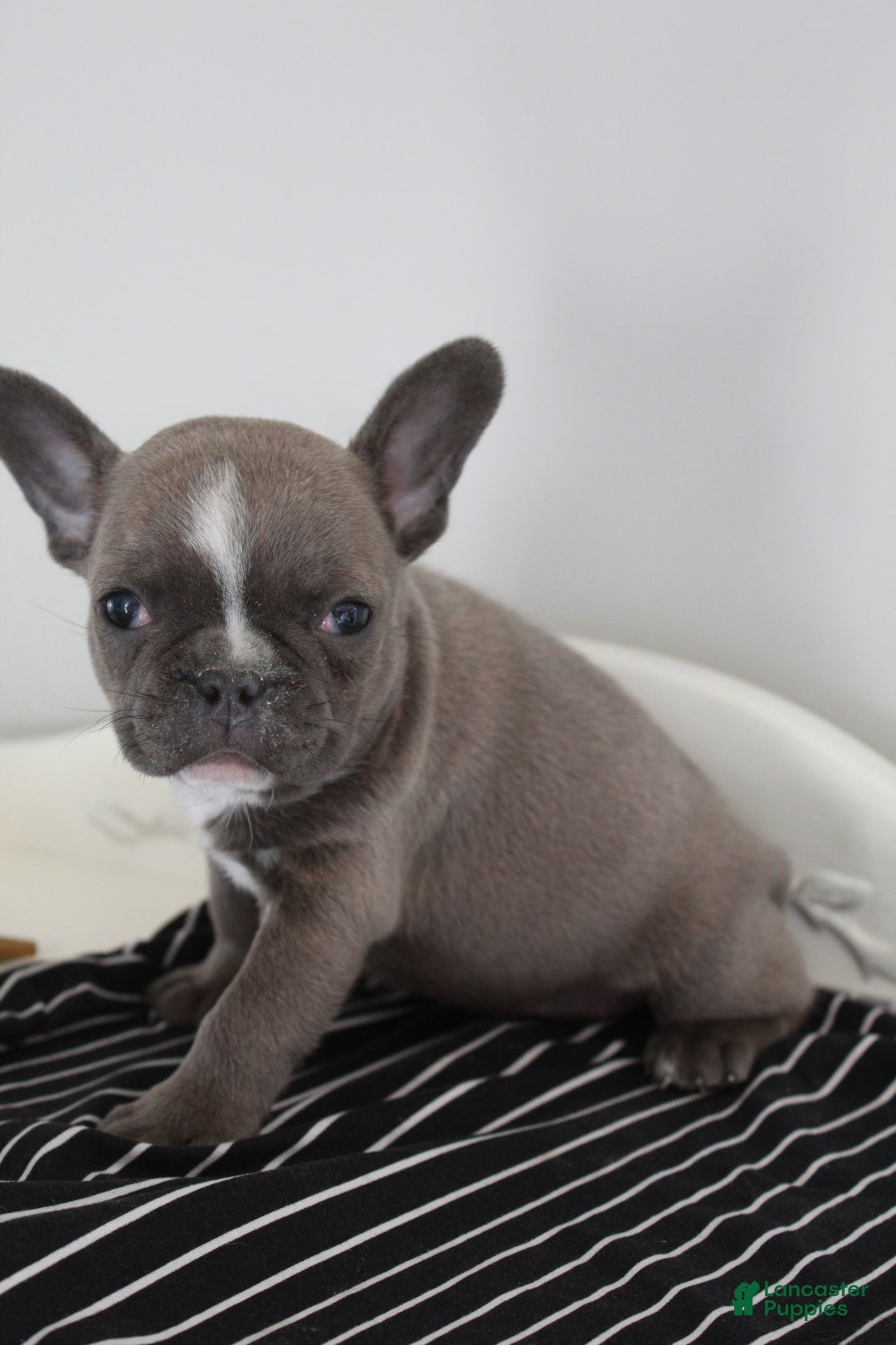 Frenchton dogs for sale: Bella  - Ad 17