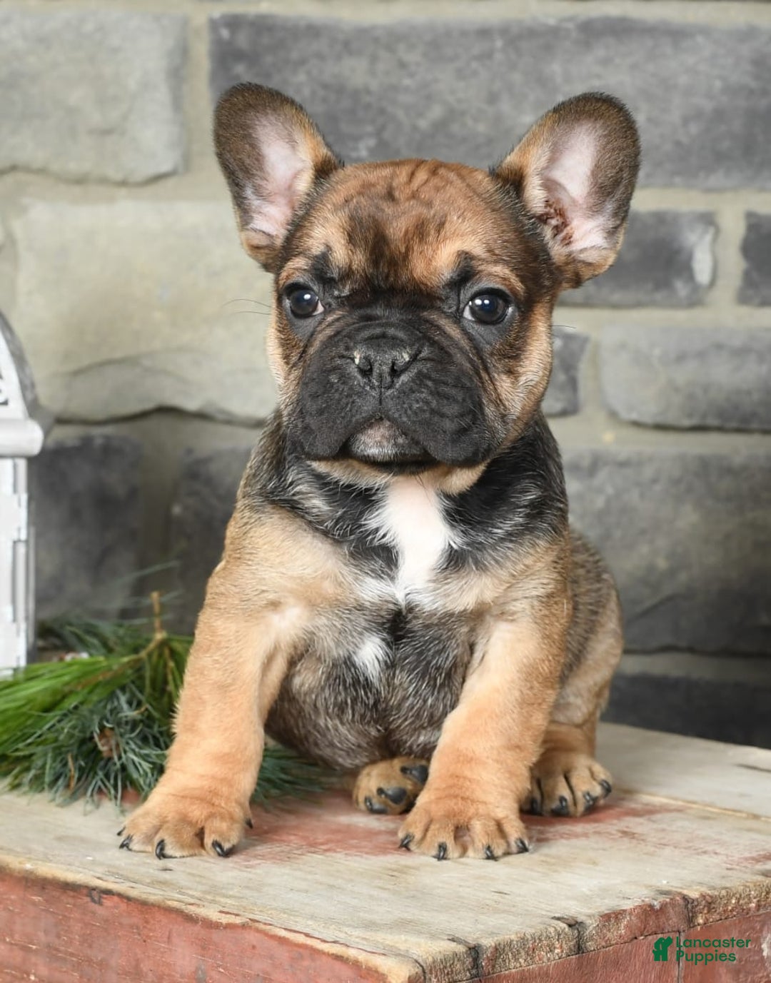 Gallery Image {{count}}