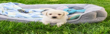 Philbert 