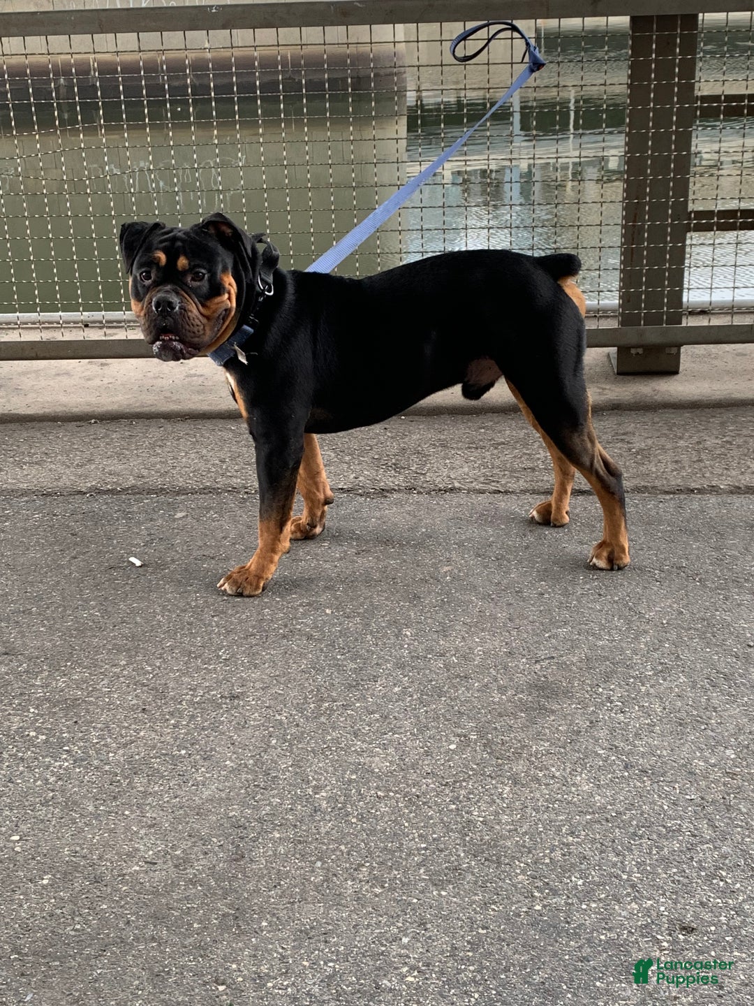 Mixed Breed dogs for sale: Champ - Ad 2