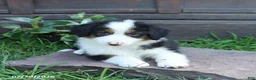 Australian Shepherd dogs for sale: Magnolia - Ad 4