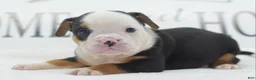 Mixed Breed dogs for sale: Diesel - Ad 22