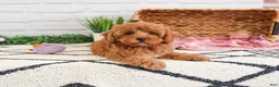 Cavapoo dogs for sale: Rose - Ad 2