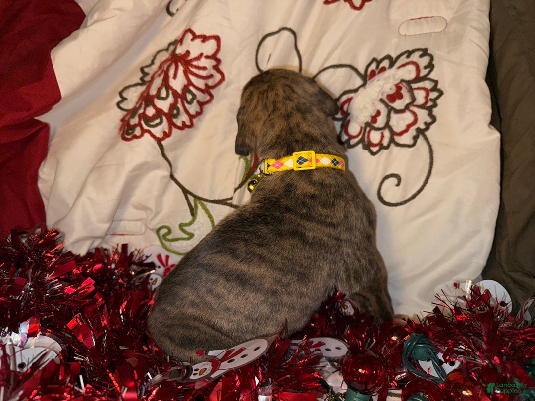 Great Dane dogs for sale: Francine - Ad 6