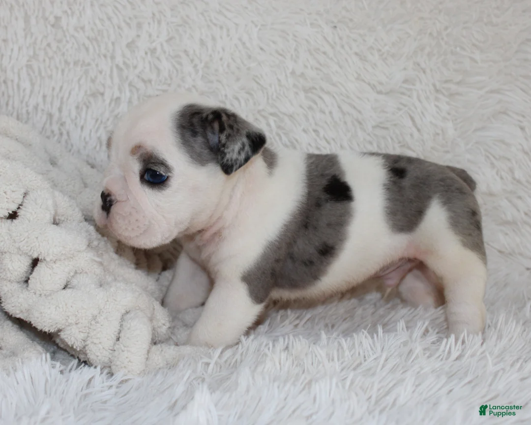 English Bulldog dogs for sale: AKC Olaf - Ad 9