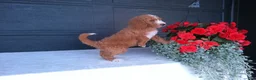 Goldendoodle dogs for sale: Kira - Ad 11