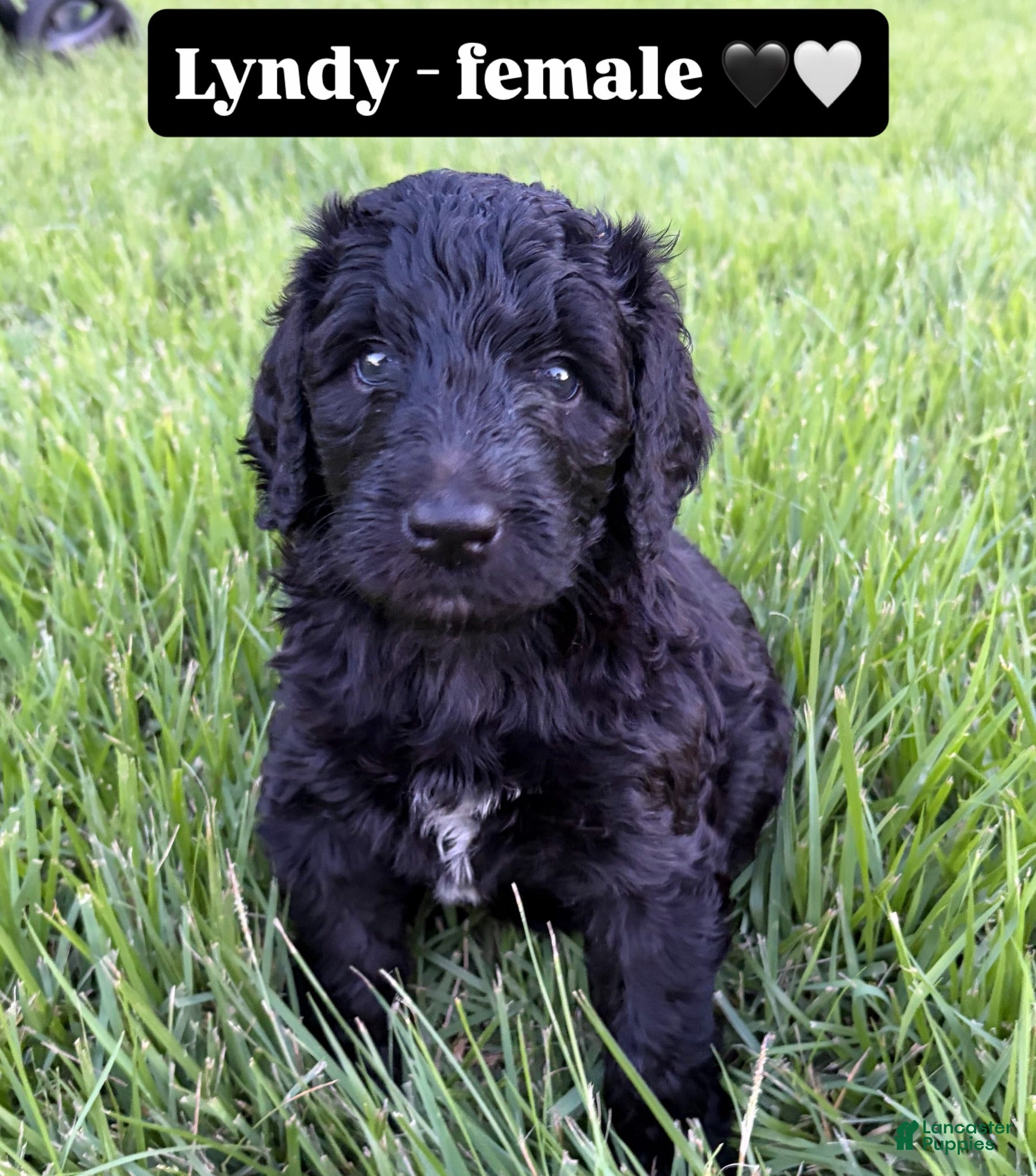 Double Doodle dogs Lyndy - Ad 2