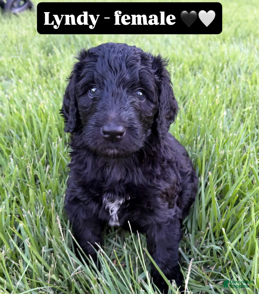 Double Doodle dogs for sale: Lyndy - Ad 2