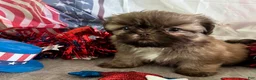 Shih Tzu dogs for sale: Kona - Ad 11
