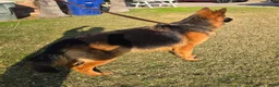German Shepherd dogs for sale: German Shepherd 1 - Ad 6