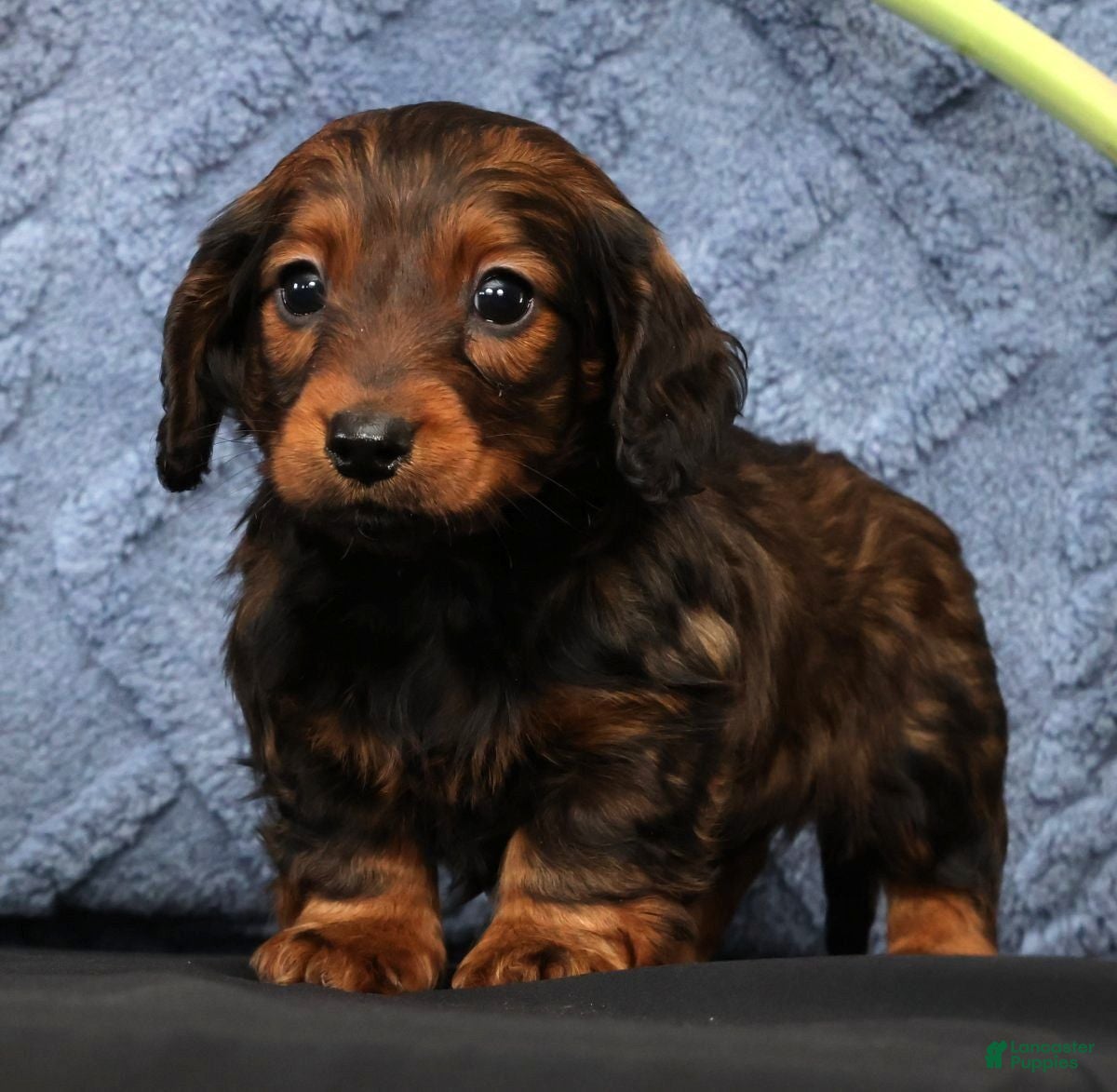 Miniature Dachshund dogs Niles - Ad 2