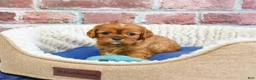 Cavalier King Charles Spaniel dogs for sale: Digger - Ad 5