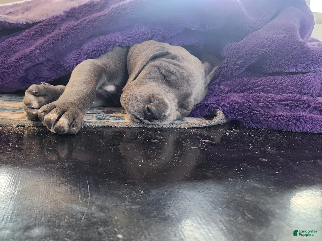 Great Dane dogs for sale: Great Dane Puppy Daisy - Ad 12