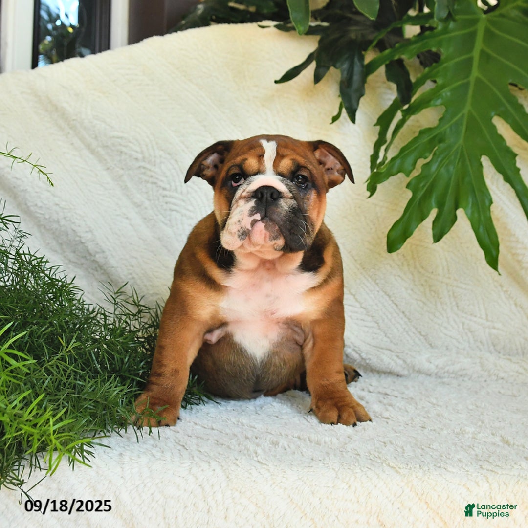English Bulldog dogs for sale: Melody - Ad 8