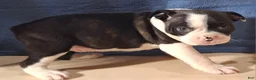 Miniature Dachshund dogs for sale: Allie - Ad 3