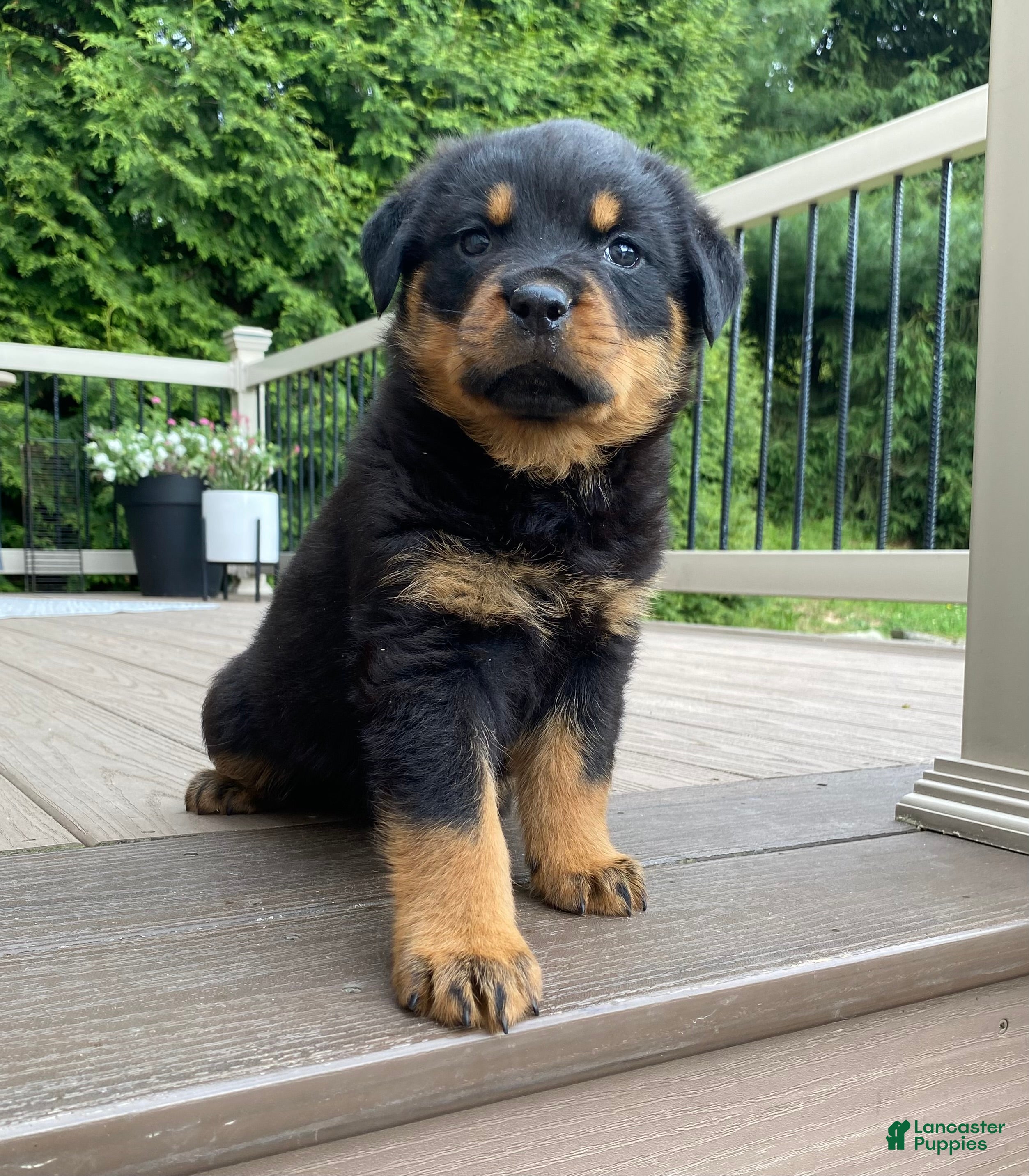 Rottweiler dogs Otto - Ad 1