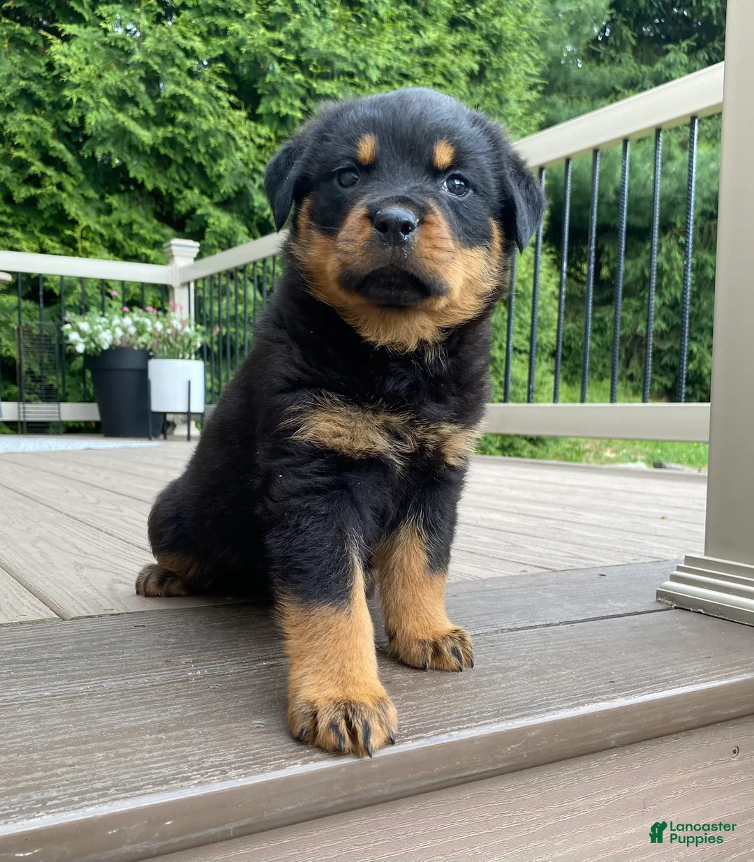 Rottweiler dogs for sale: Otto - Ad 1