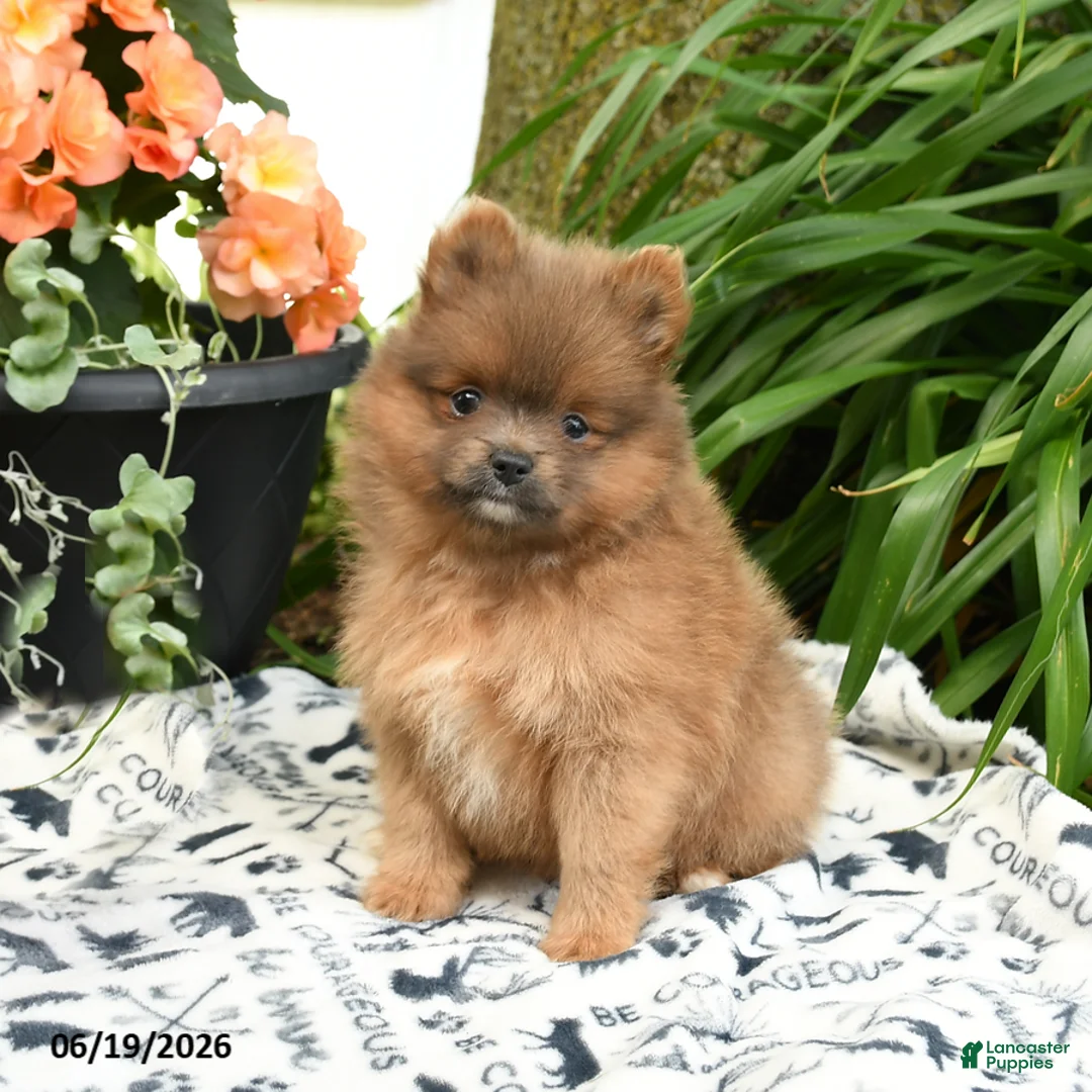 Pomeranian dogs for sale: Bentley - Ad 1