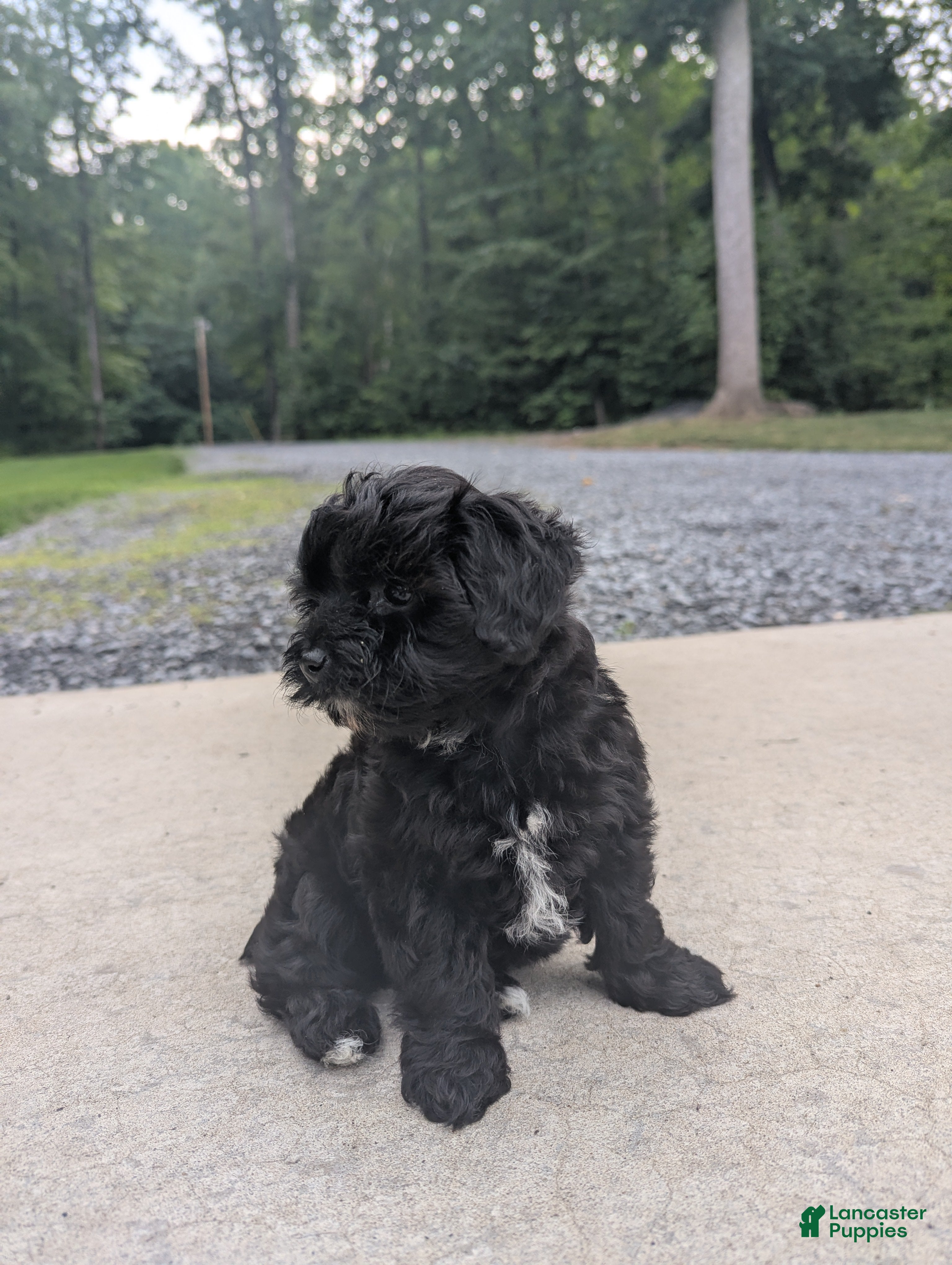Yorkiepoo dogs Jade - Ad 2